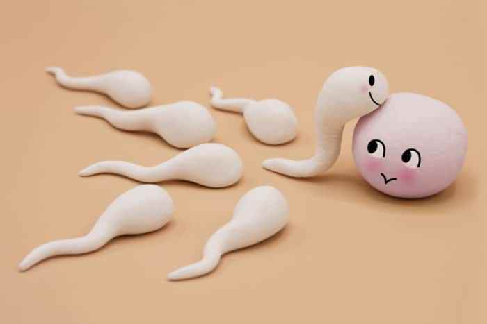 Makanan Untuk Meningkatkan Kualitas Sperma