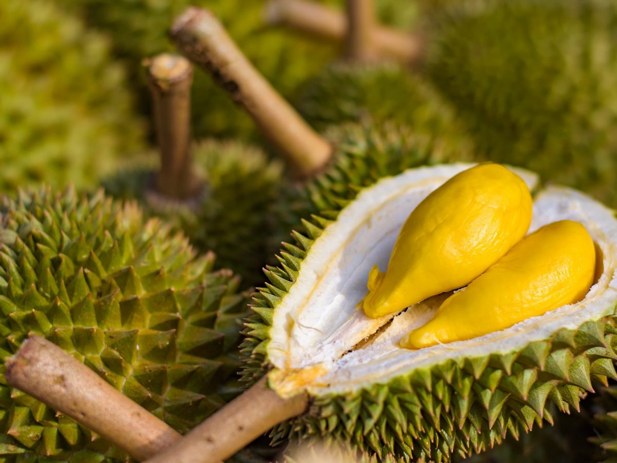 Manfaat Mengagumkan dari Buah Durian untuk Kesehatan
